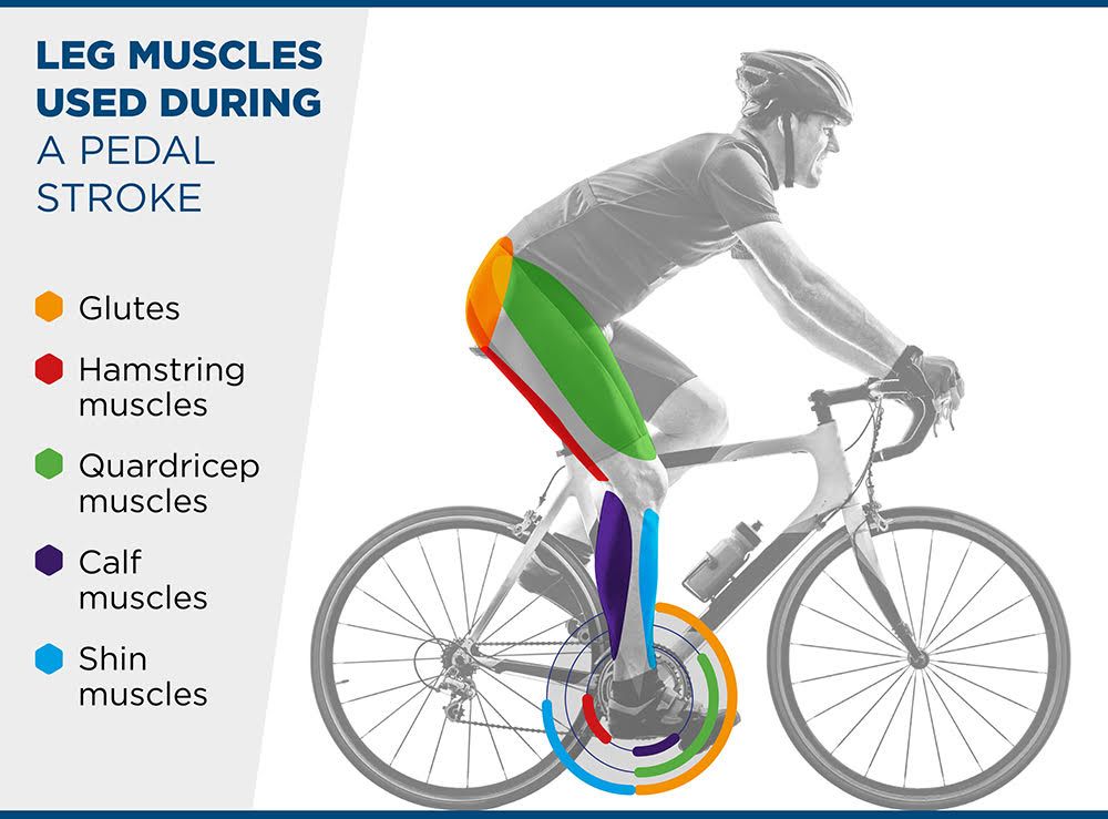 What Muscles Does Cycling Work Out? - Build Your Muscles on Wheels!